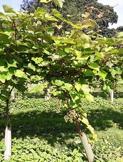 Hop Garden and Vineyard Hop Garden and Vineyard