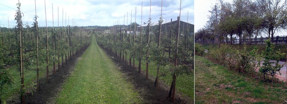 Tree Planting Tree Planting