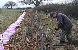 Hedgerow Planting Hedgerow Planting