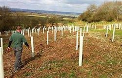 Woodland and Forestry Woodland and Forestry